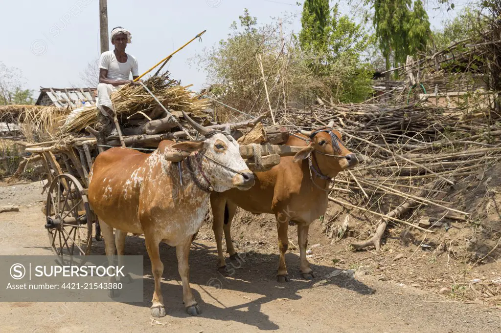 man with oxcart, Maharashtra, India, April