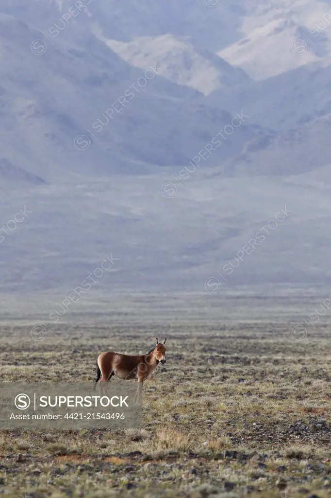 Asiatic Wild Ass, Equus hemionus, adult standing in grassland bordered by mountains, near Yolyn Am, Omnogovi, Mongolia, May