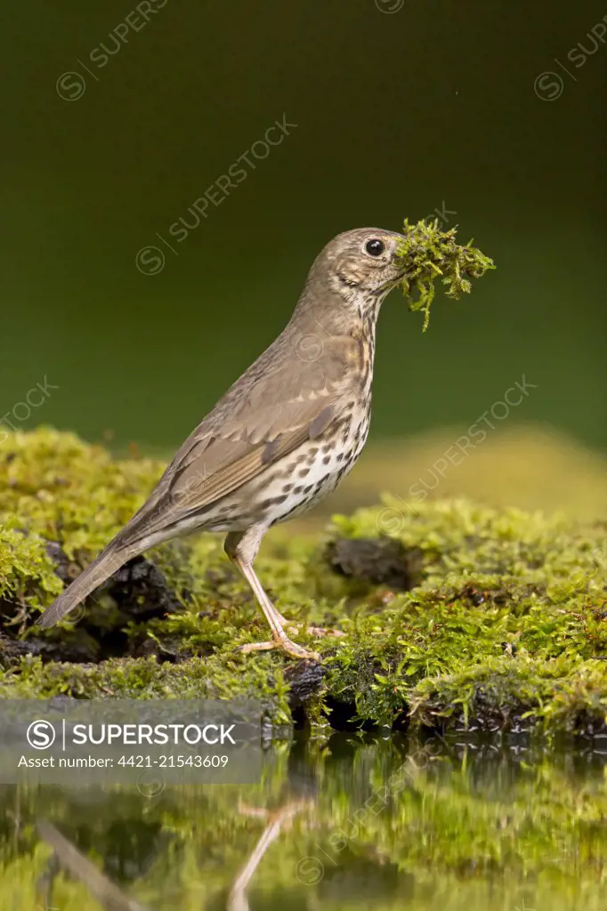 Song Thrush (Turdus philomeos) adult, standing at waters edge with beakfull of moss for nest building, Debrecen, Hungary, May