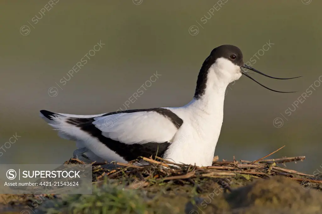 Eurasian Avocet (Recurvirostra avosetta) adult, calling, sitting on nest, Suffolk, England, May