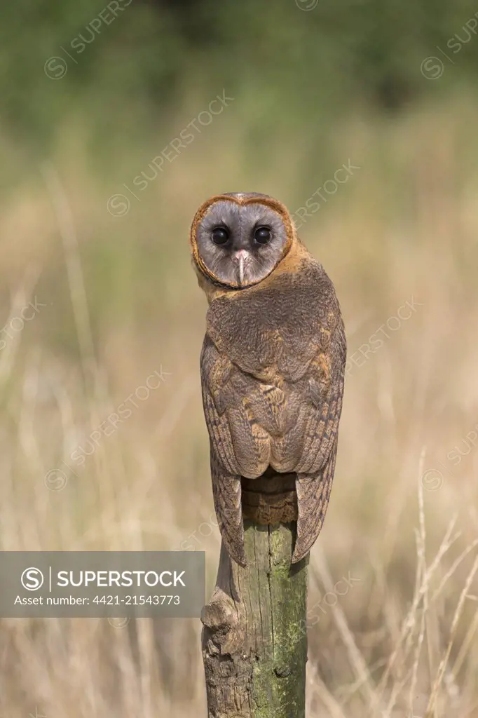 Ashy-Faced Owl (Tyto glaucops) adult, perched on post, controlled subject