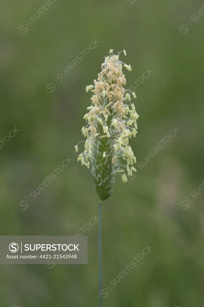 Small cat's-tail, Phleum bertolonii, inflorescence with anthers and stamens flowering in a meadow, June