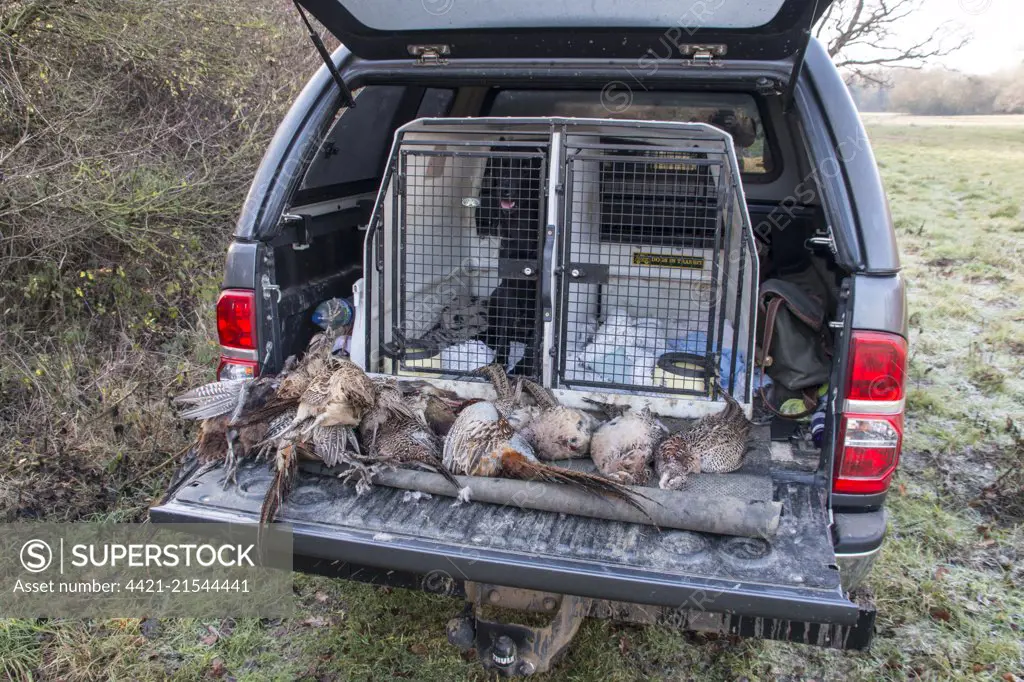 Dead pheasants on the tailgate of a pick-up, with Labrador in Lintran dog transit box.