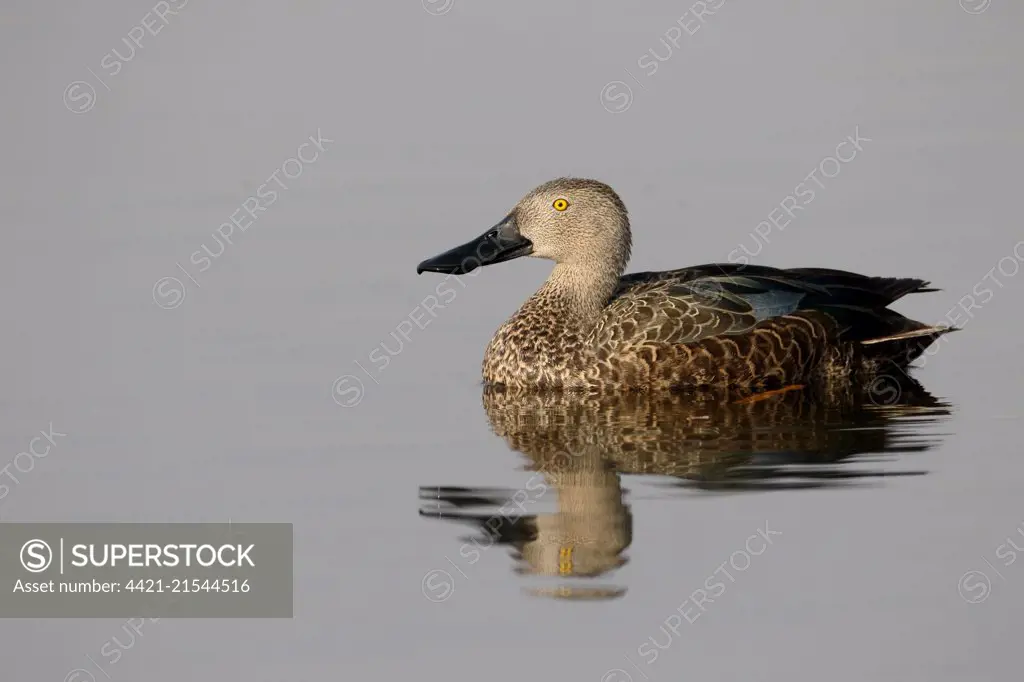 Cape Shoveler (Anas smithii) adult male, swimming, South Africa, August