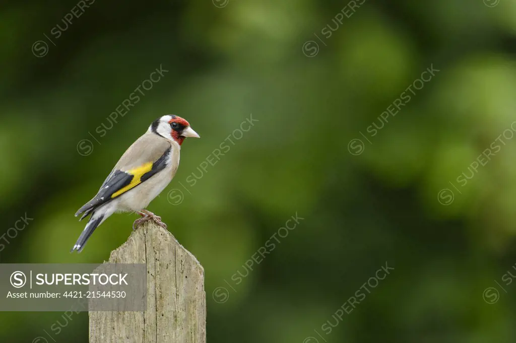 European Goldfinch (Carduelis carduelis) adult, perched on old garden fence, Blithfield, Staffordshire, England, June