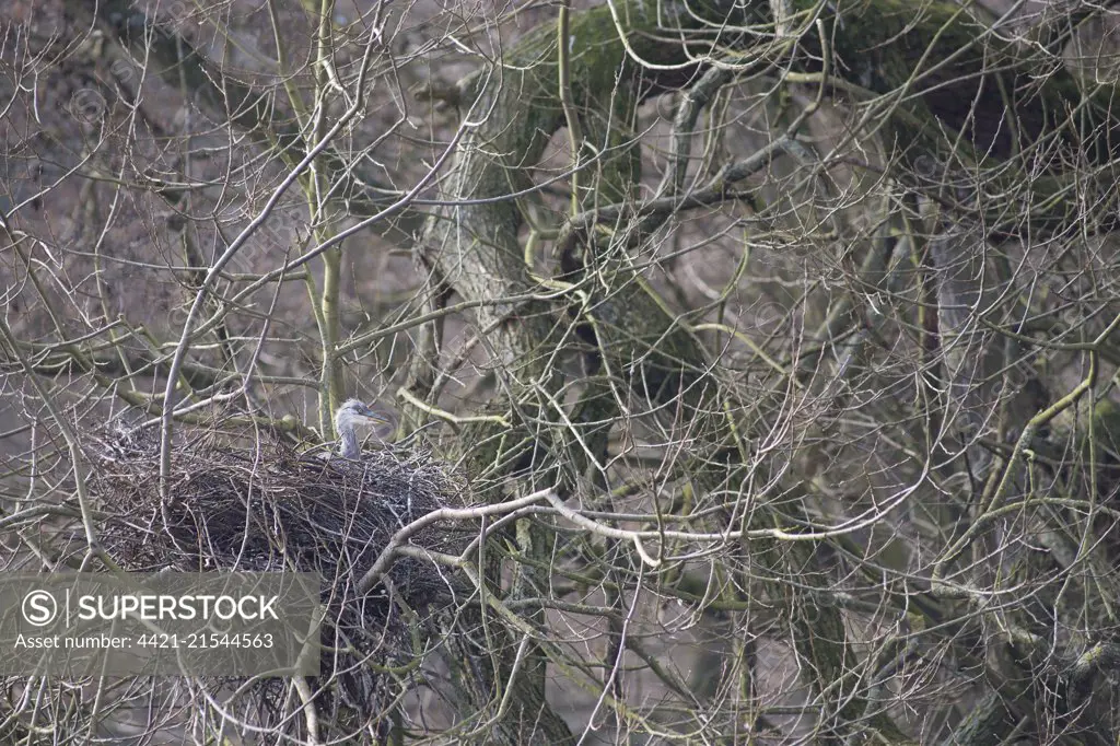 Grey Heron (Ardea cinerea) chick, sitting at nest in bare tree, Wollaton Park, Nottingham, Nottinghamshire, England, March