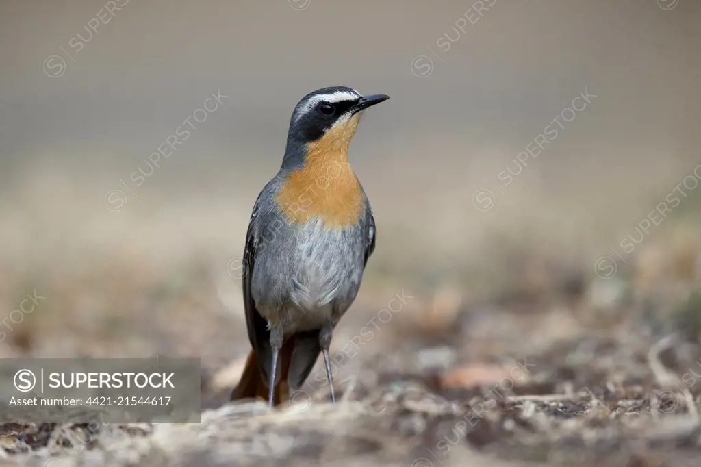Cape Robin-chat (Cossypha caffra) adult, standing on ground, South Africa, August