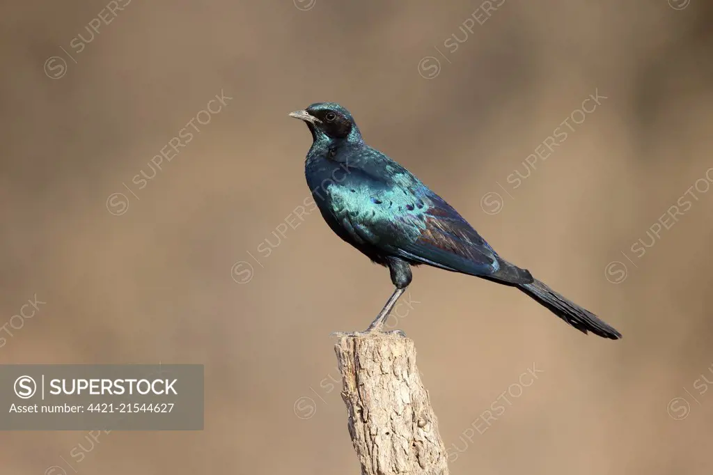 Burchell's Glossy-starling (Lamprotornis australis) adult, perched on post, South Africa, August