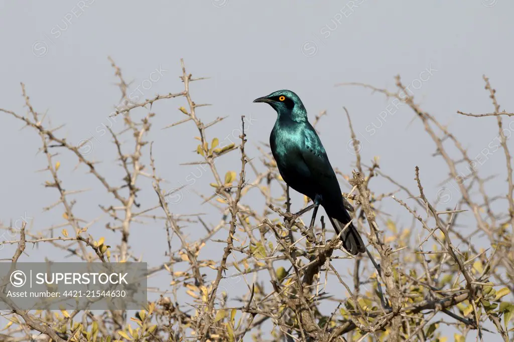 Cape Glossy-starling (Lamprotornis nitens) adult, perched on twig, South Africa, August