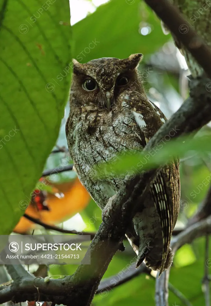 Guatemalan Screech-owl (Megascops guatemalae guatemalae) adult, perched on branch wet after rainfall, Pico Bonito, Honduras, February