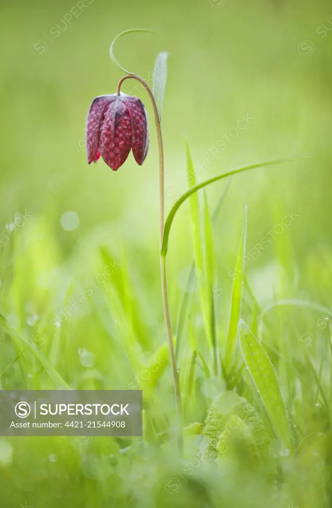 Snake's Head Fritillary (Fritillaria meleagris) flowering, growing on roadside verge, Instow, North Devon, England, May