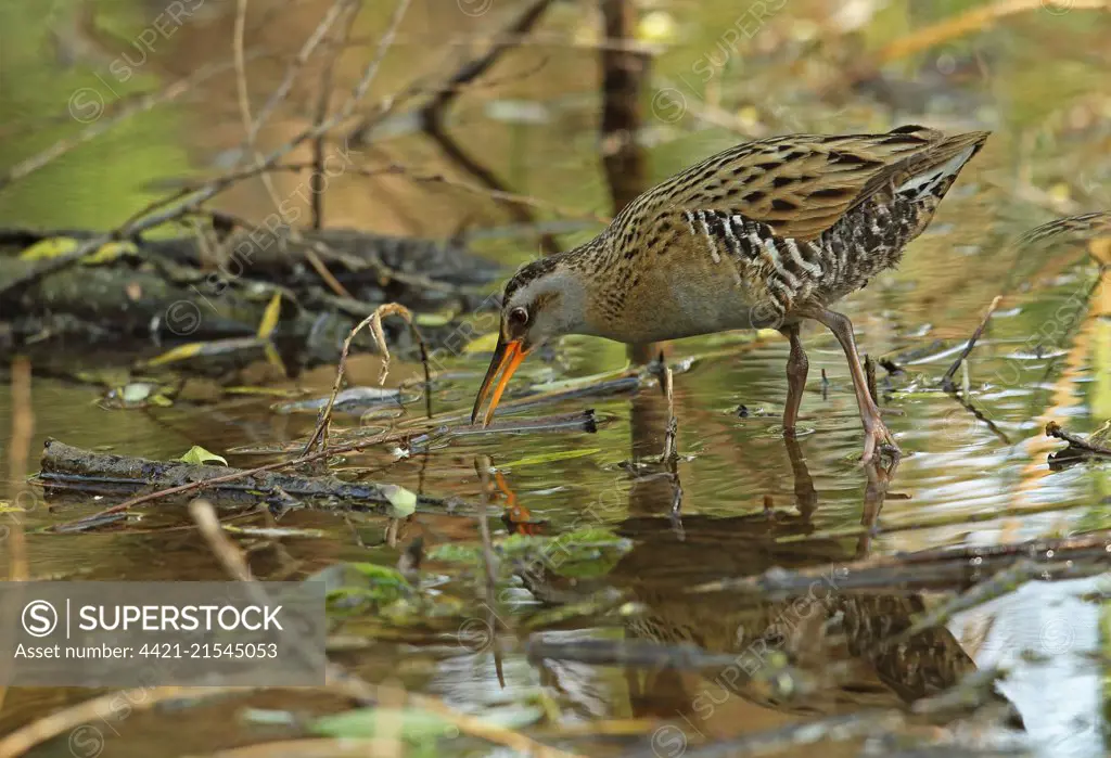 Brown-cheeked Rail (Rallus indicus) adult, foraging in shallow water, Hebei, China, May