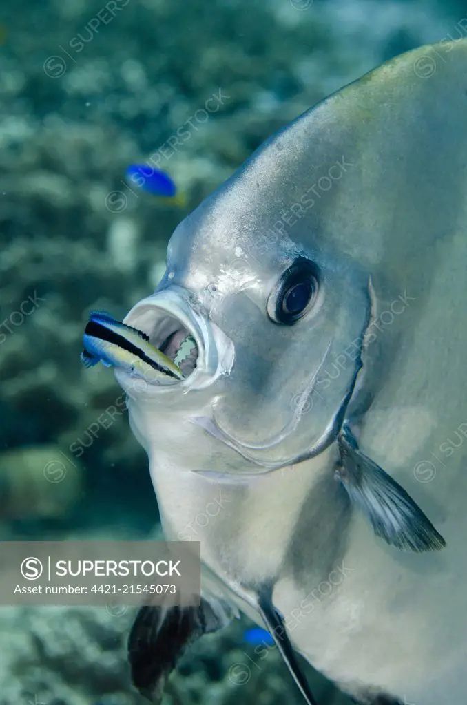 Golden Spadefish (Platax boersii) being cleaned by Bluestreak Cleaner Wrasse (Labroides dimidiatus), Yilliet Kecil dive site, near Yilliet island, Misool, Raja Ampat (4 Kings), West Papua, Indonesia