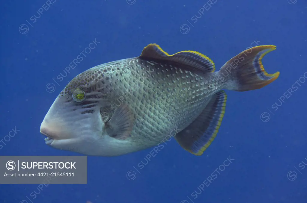 Yellowmargin Triggerfish (Pseudobalistes flavimarginatus), Mansuar Point East dive site, Yanbuba Island, Dampier Straits, Raja Ampat (4 Kings), West Papua, Indonesia