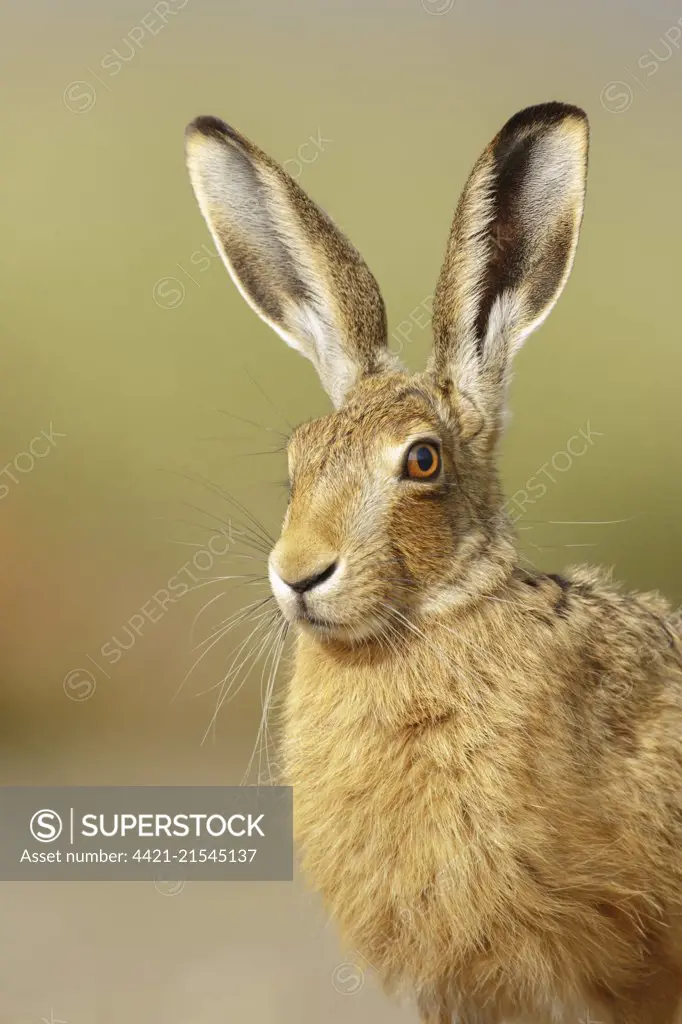 European Hare (Lepus europaeus) adult close up of head, Norfolk, UK. June.