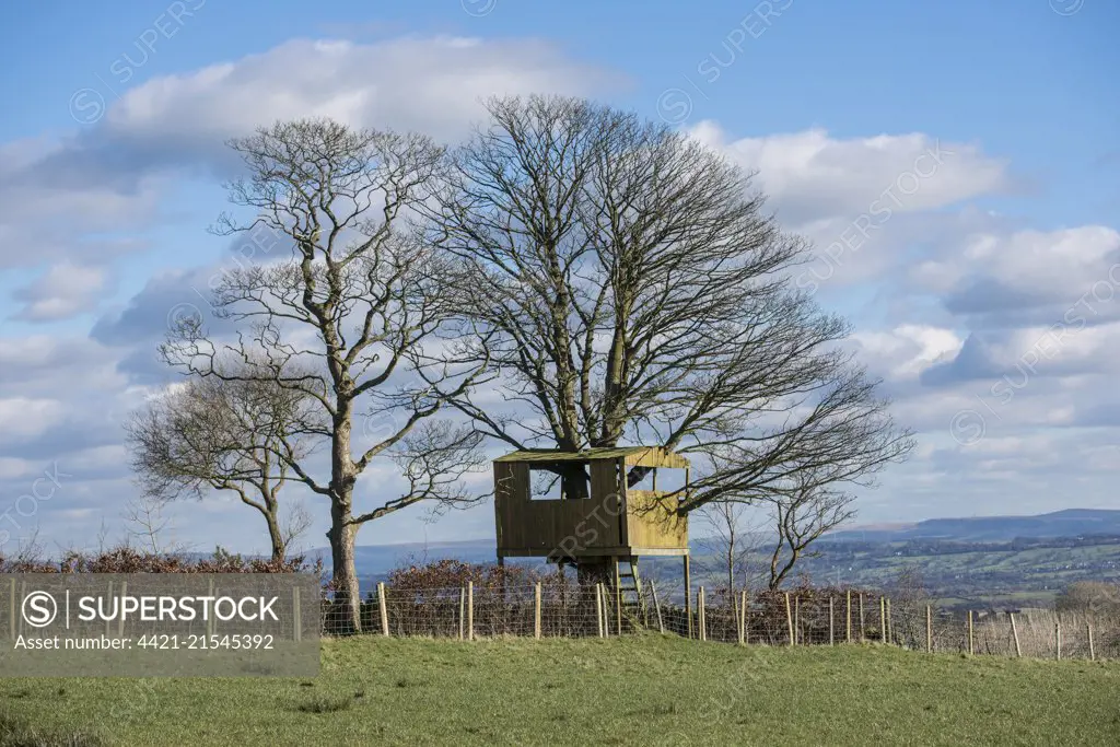 Treehouse on tree growing in hedgerow beside pasture, Longridge Fell, Longridge, Lancashire, England, February