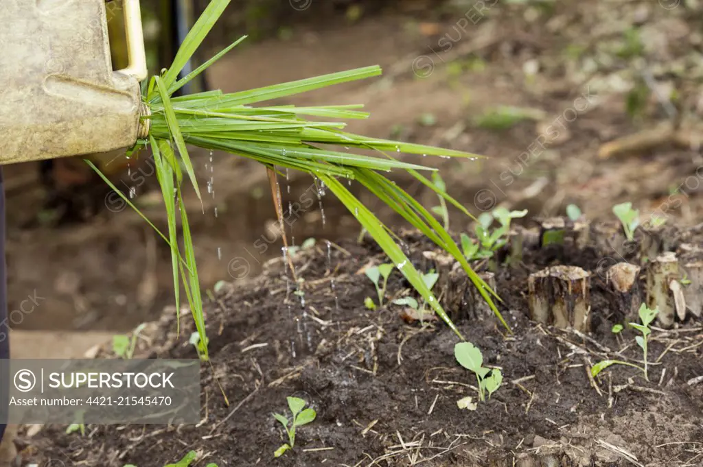 Using grass shoots in plastic container to make effective watering can, Uganda, June 