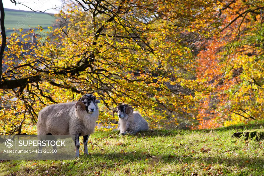 Domestic Sheep, Swaledale rams, near trees with leaves in autumn colour, Marshaw, Over Wyresdale, Forest of Bowland, Lancashire, England, november