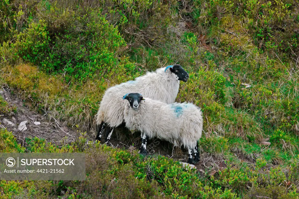 Domestic Sheep, two ewes, with horns marked for flock identification, standing on slope, Exmoor N.P., Somerset, England, may