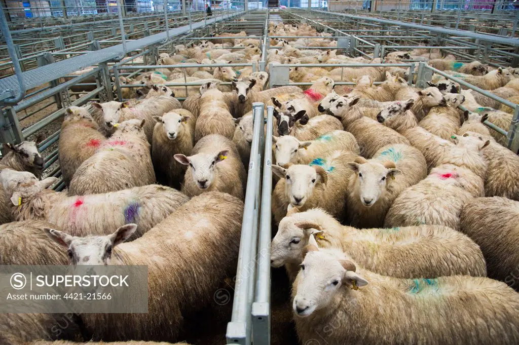 Domestic Sheep, lambs, flock spray marked in pens at market, Welshpool Livestock Market, Welshpool, Powys, Wales, december