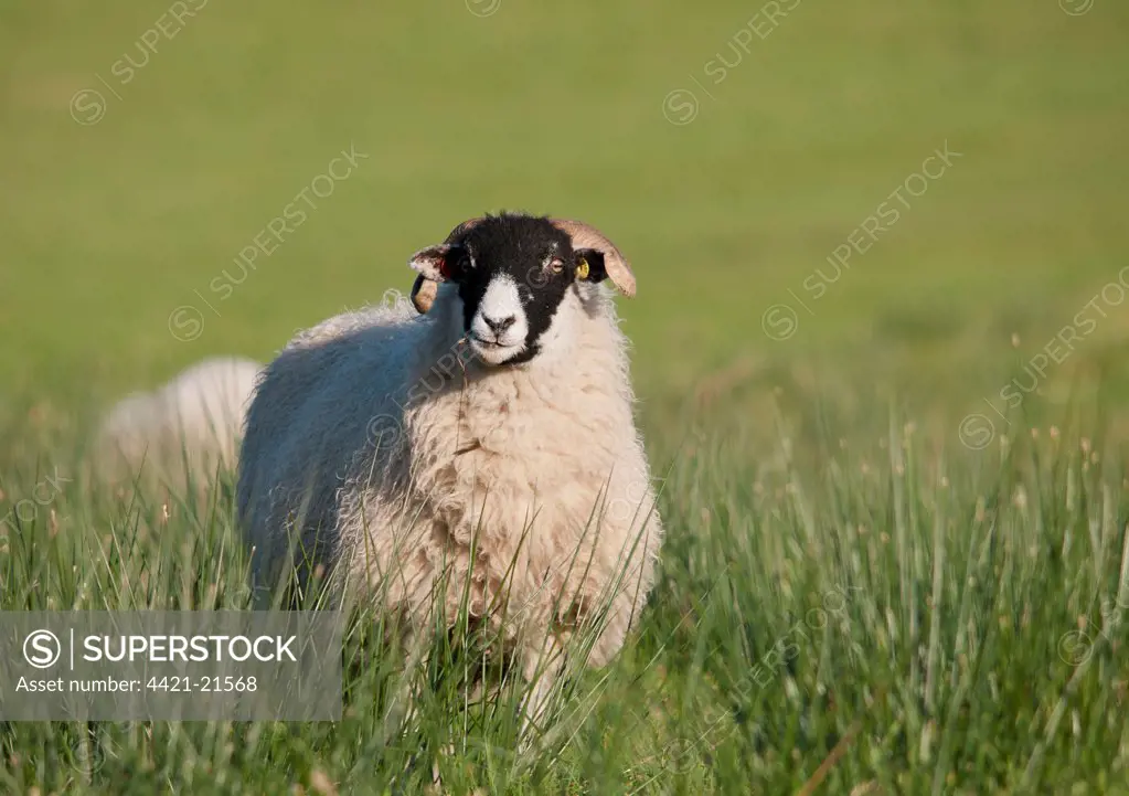 Domestic Sheep, Swaledale ewes, feeding amongst rushes in pasture, Whitewell, Lancashire, England, november