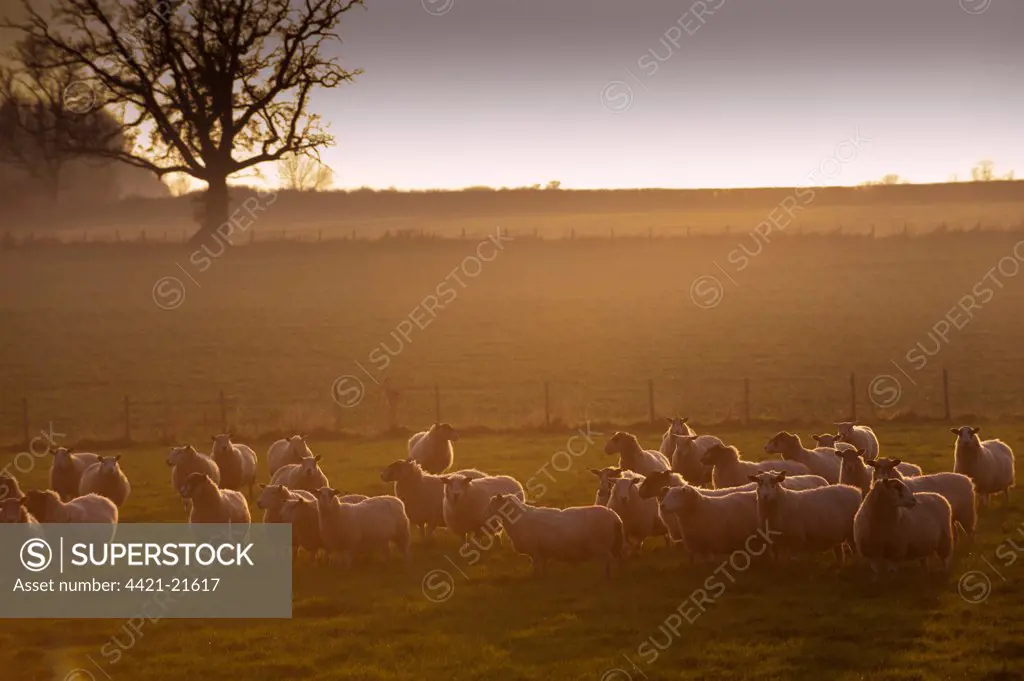 Domestic Sheep, flock, standing in pasture at sunset, England, november