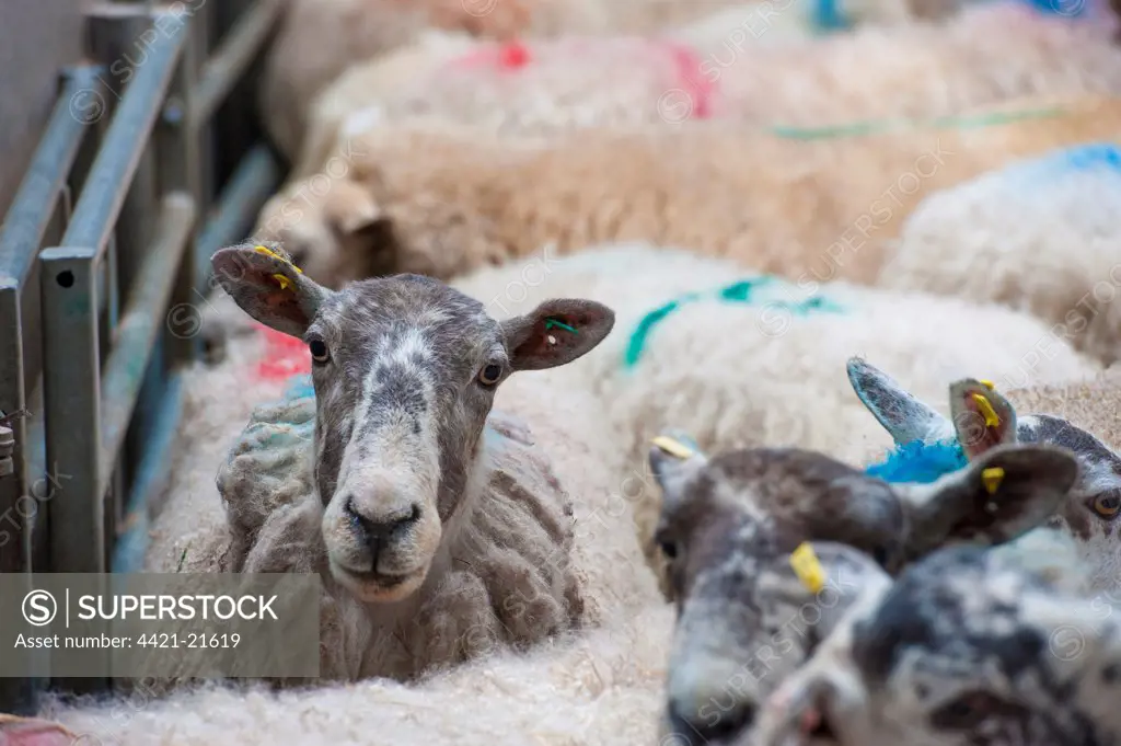 Domestic Sheep, cull ewes, flock in pen at livestock market, Brockholes Auction Mart, Preston, Lancashire, England, april