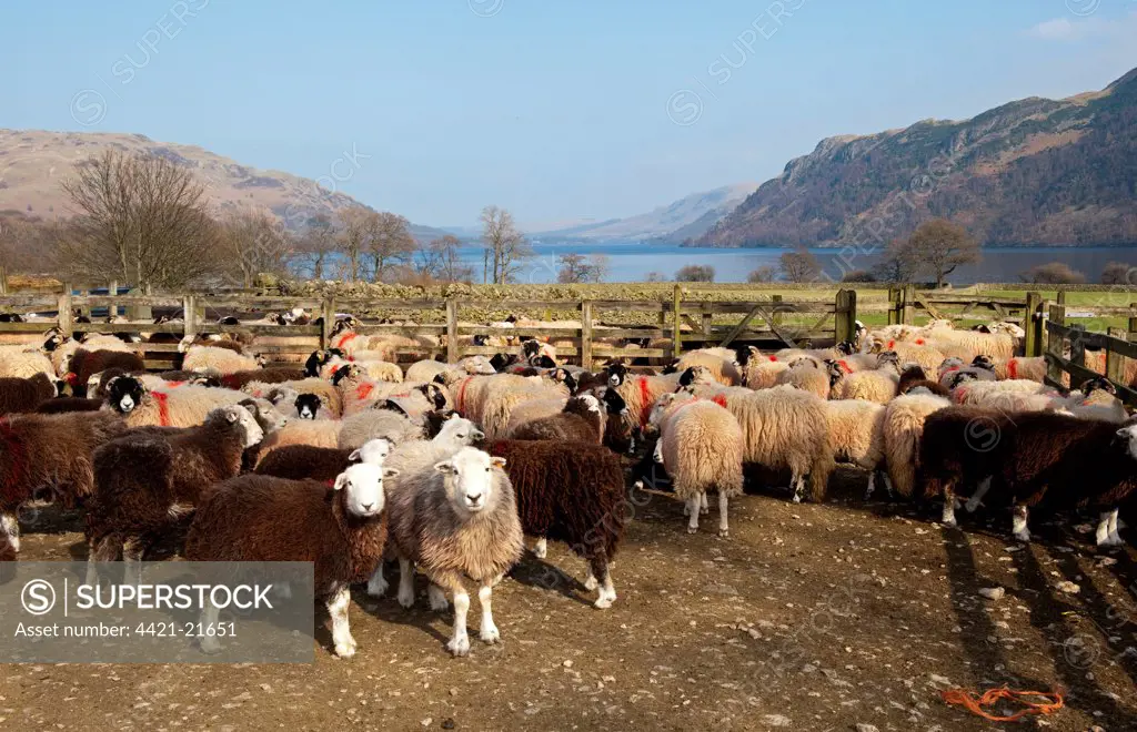Domestic Sheep, Herdwick and Swaledale hill flock, standing in pens after returning from winter keep, England, march