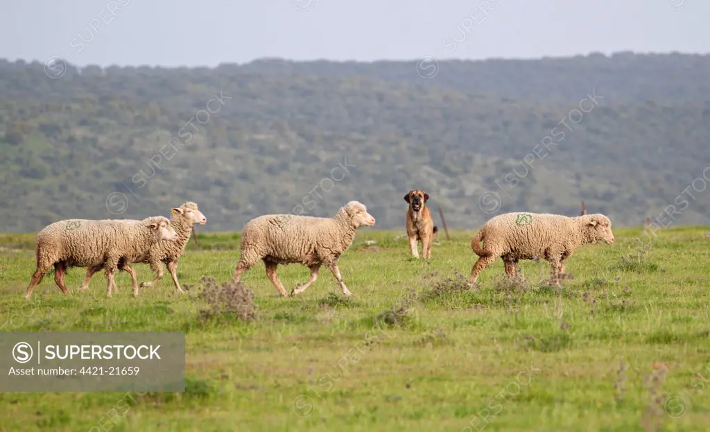 Domestic Sheep, Merino, flock walking in grassland, guarded by Spanish Mastiff, Extremadura, Spain, april