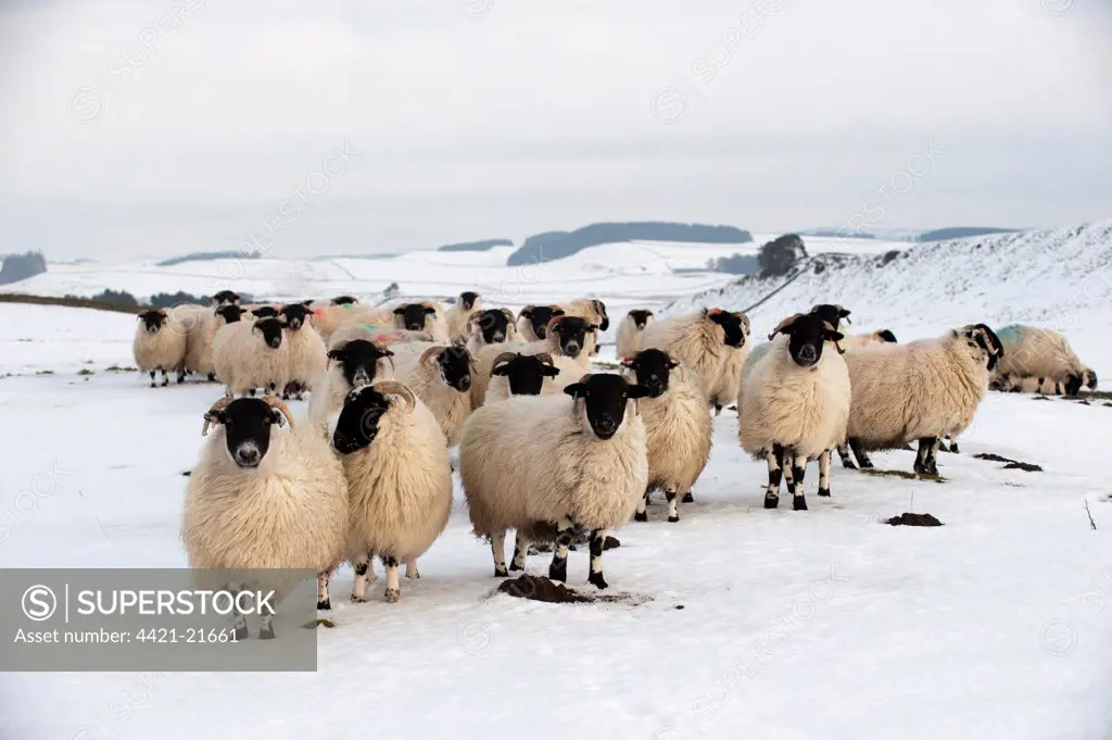Domestic Sheep, Scottish Blackface, Hexham type, flock, standing in snow, near Hadrian's Wall, Northumberland, England, winter