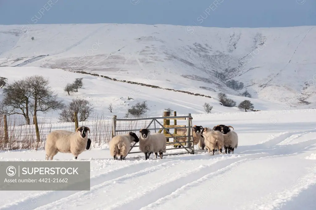 Domestic Sheep, Lonk and Scottish Blackface ewes, standing in snow, towards Hell Clough and Fairoak Fell, Whitewell, Lancashire, England, winter