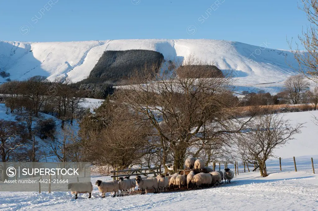 Domestic Sheep, Lonk and Scottish Blackface ewes, flock feeding on silage in round bale feeder, Whitewell, Lancashire, England, winter