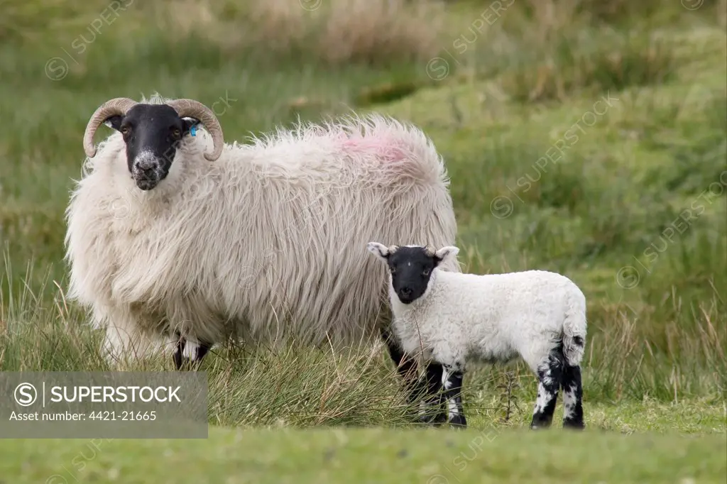 Domestic Sheep, Scottish Blackface, ewe with lamb, standing in rough pasture, Cairnsmore of Fleet, Dumfries and Galloway, Scotland, spring