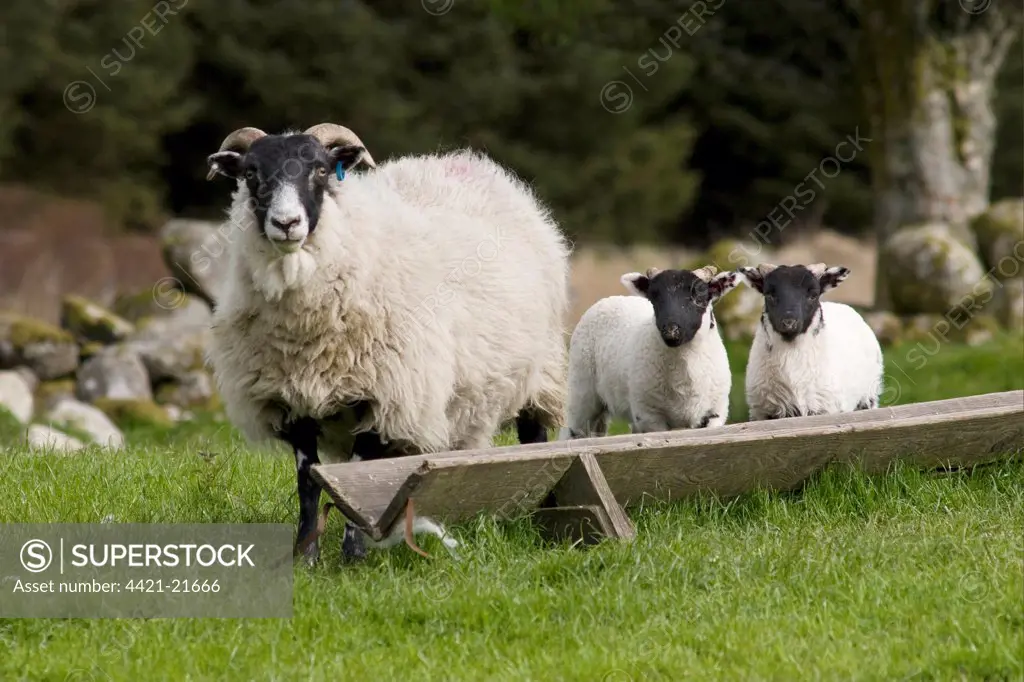 Domestic Sheep, Scottish Blackface, ewe with lambs, standing beside feeding trough, Cairnsmore of Fleet, Dumfries and Galloway, Scotland, spring