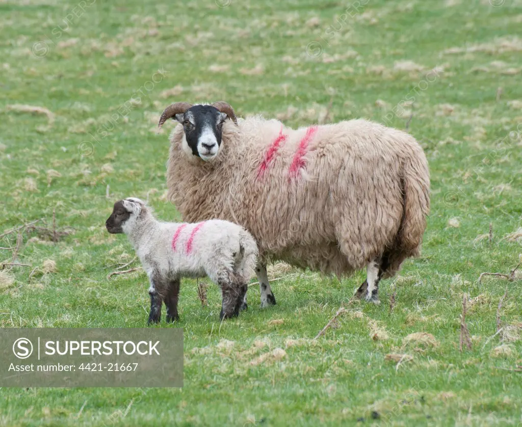 Domestic Sheep, Scottish Blackface ewe with Charollais sired lamb, standing in pasture, Scotland, april