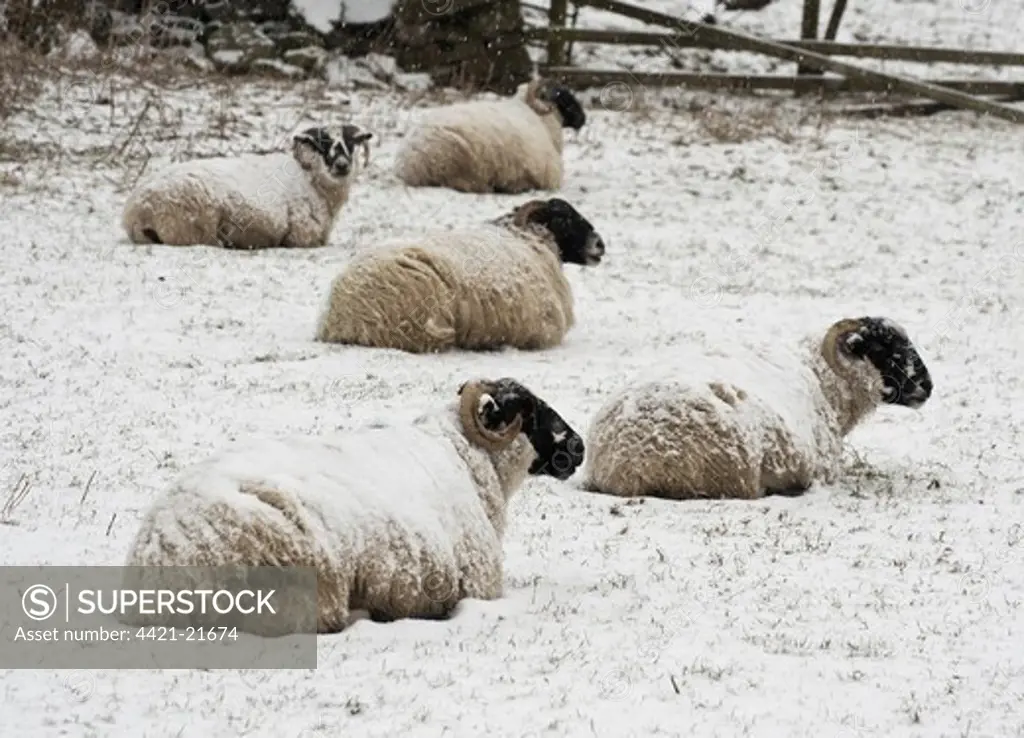 Domestic Sheep, Scottish Blackface ewes, flock resting in snow, Dinkling Green Farm, Whitewell, Clitheroe, Lancashire, England, february