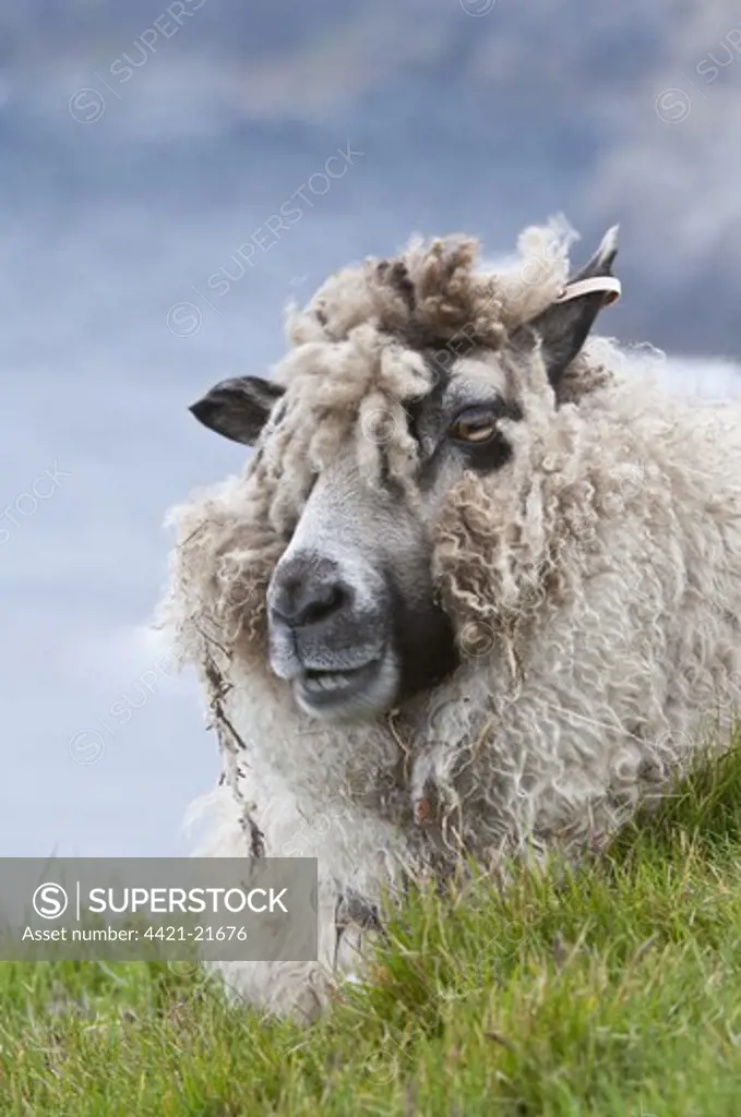 Domestic Sheep, Shetland ewe, close-up of head, ruminating, resting on clifftop pasture, Hermaness National Nature Reserve, Unst, Shetland Islands, Scotland, june