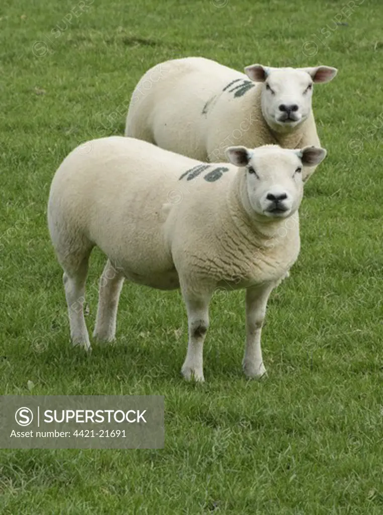 Domestic Sheep, Texel ewes, two standing in pasture, Hesket Newmarket, Cumbria, England, september