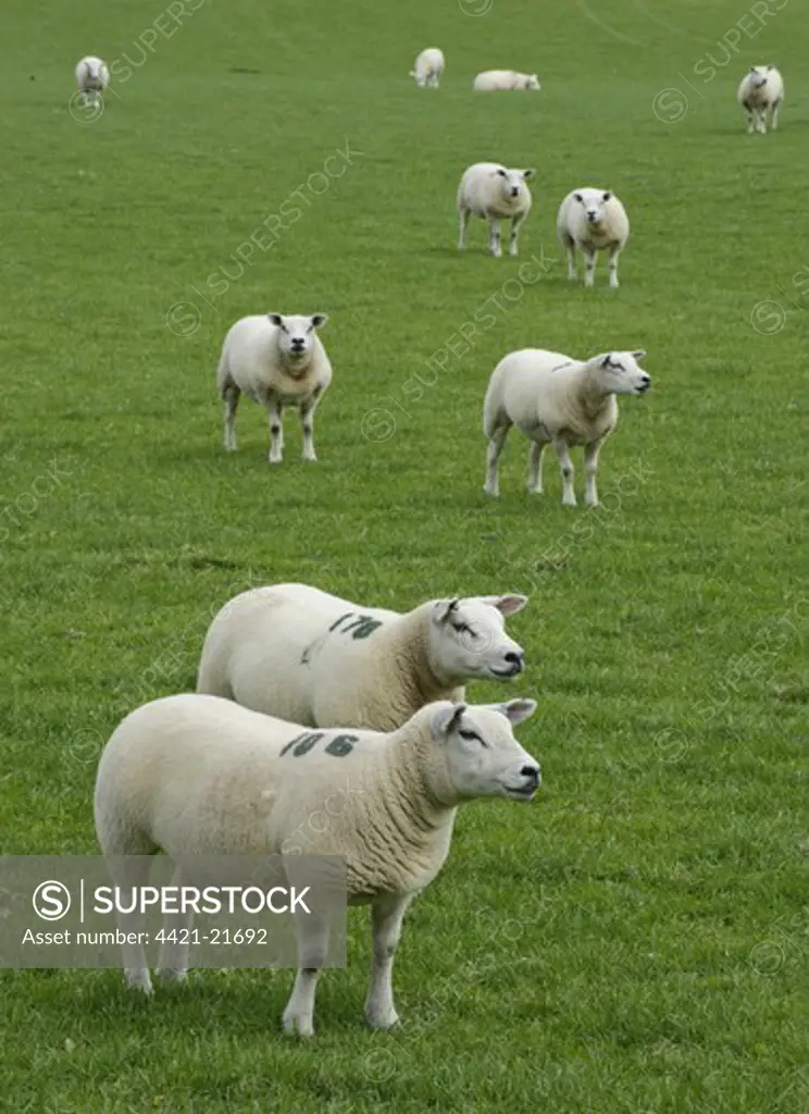 Domestic Sheep, Texel ewes, flock standing in pasture, Hesket Newmarket, Cumbria, England, september