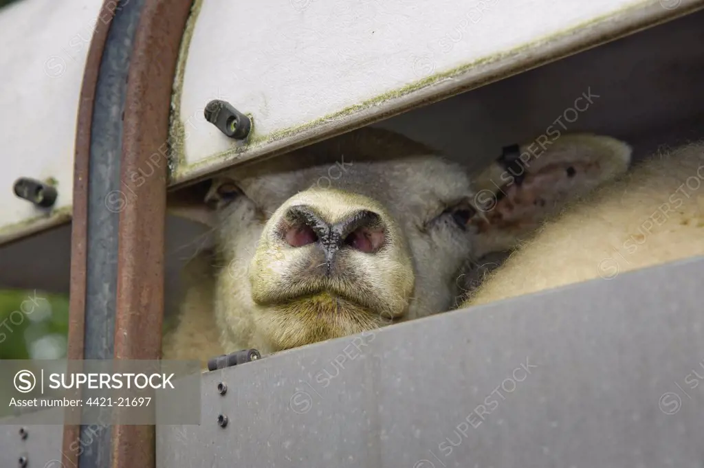 Domestic Sheep, Texel ewe, close-up of head, looking out from livestock trailer, Holmfirth Livestock Market, Yorkshire, England, october