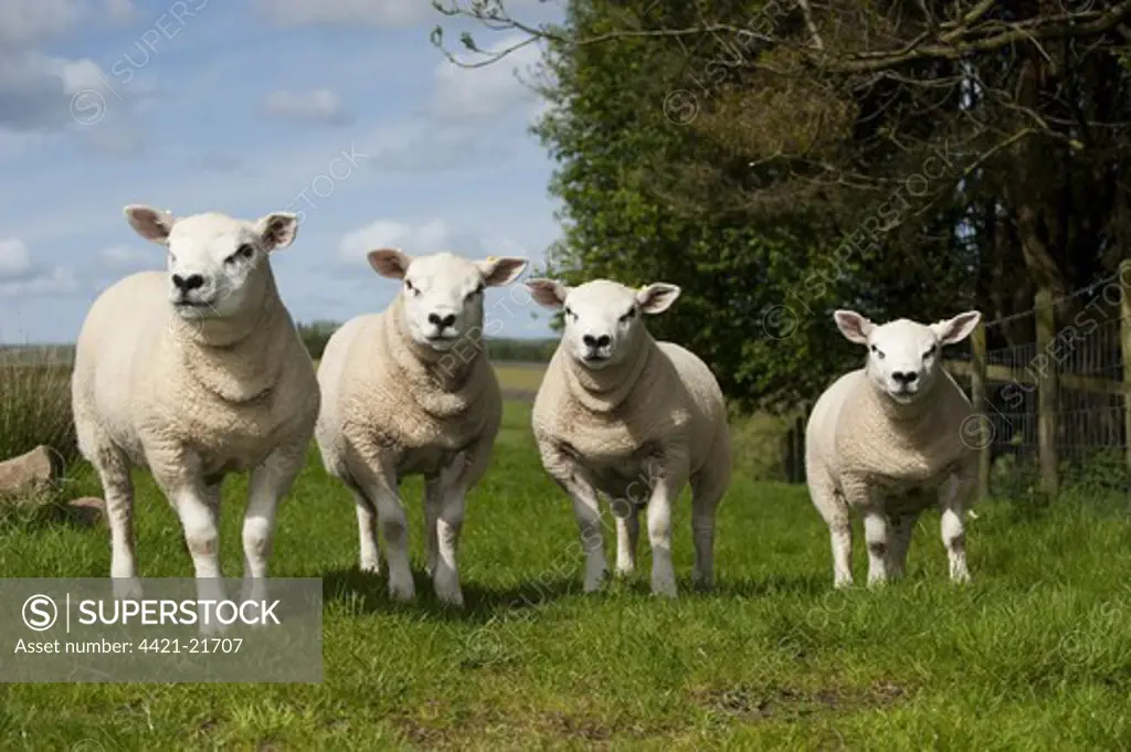 Domestic Sheep, Texel tup lambs, all produced by same sire, born as embryo transplants, standing in pasture, England, may