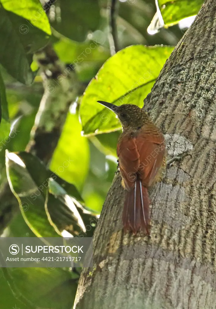 Amazonian Barred Woodcreeper (Dendrocolaptes certhia certhia) adult clinging to tree trunk  Cano Carbon, Inirida, Columbia     November