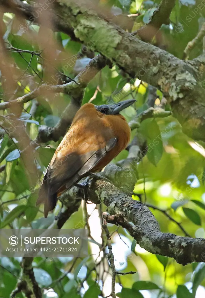 Capuchinbird (Perissocephalus tricolor) adult male perched on branch at lek displaying  Cano Carbon, Puerto Inirida, Guaviare, Columbia            November