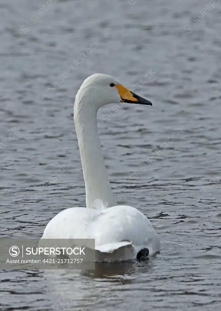 Whooper Swan (Cygnus cygnus) adult swimming on lake  Akan, Hokkaido; Japan     March
