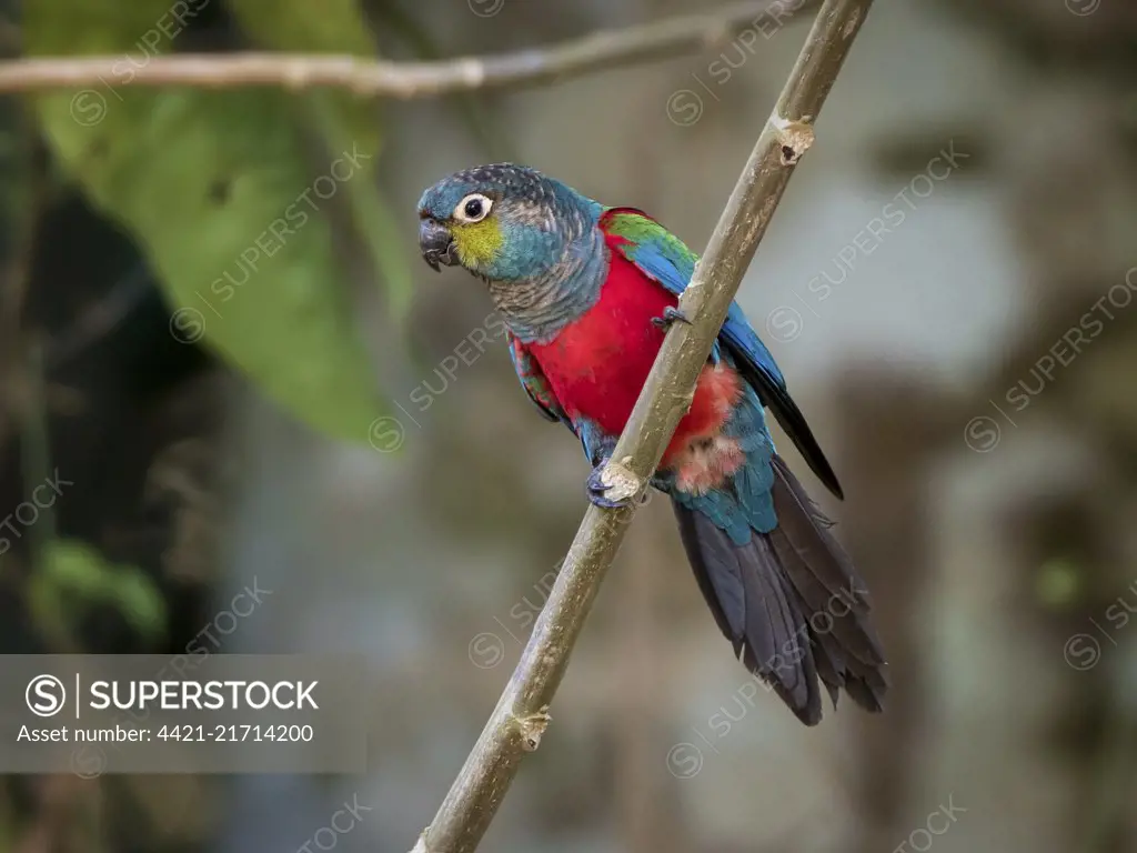Crimson-bellied Parakeet (Pyrrhura perlata), Mato Grosso, Brazil, June