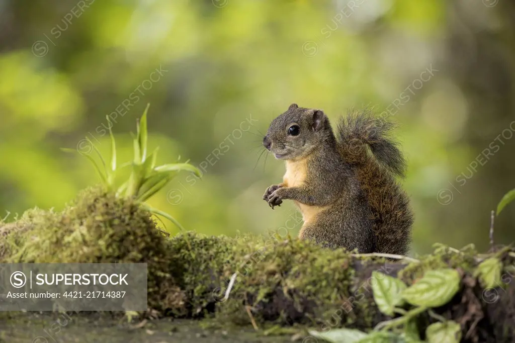 Red-tailed Squirrel (Sciurus granatensis), Chiriqu', Panama, February