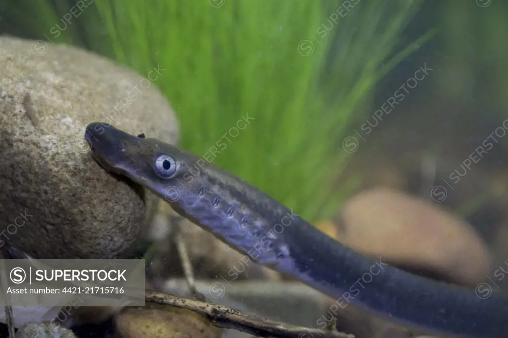 Brook Lamprey (Lampetra planeri) adult, close-up of head and mouth, Peak District, Derbyshire, April