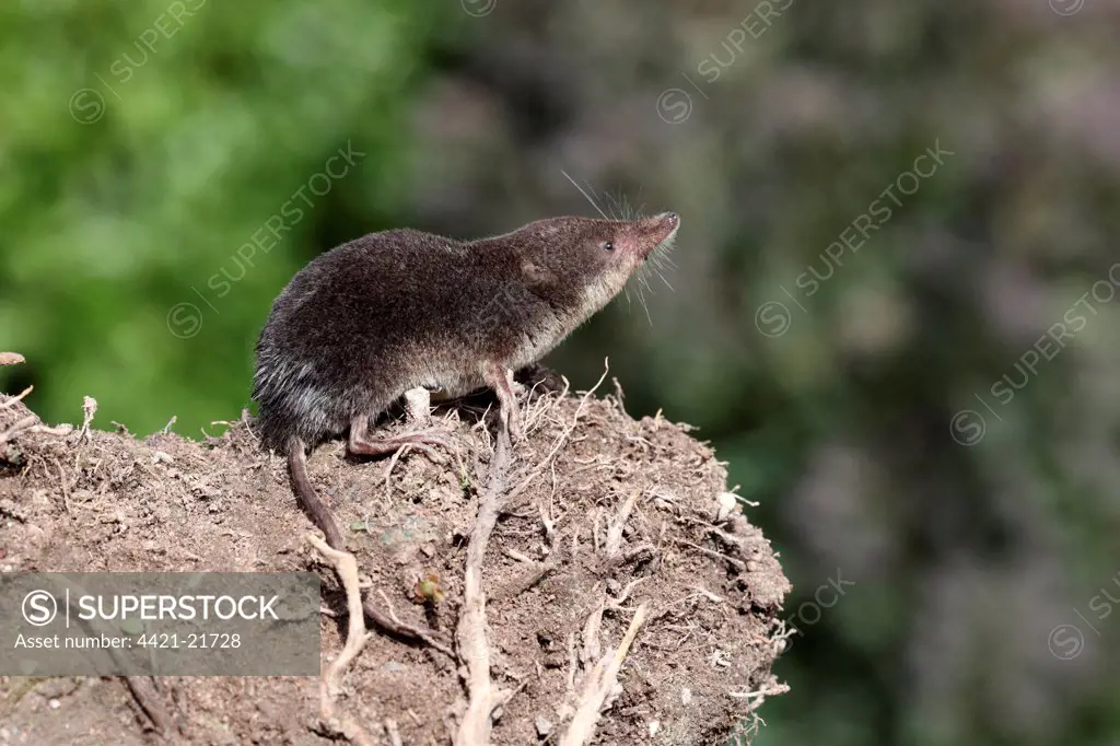Eurasian Water Shrew (Neomys fodiens) adult, standing on bare soil, Warwickshire, England, july