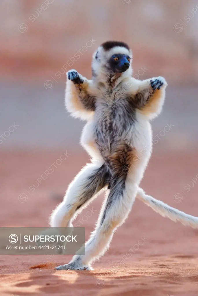Verreaux's Sifaka (Propithecus verreauxi) adult, running and leaping across ground, Berenty Nature Reserve, Southern Madagascar, august
