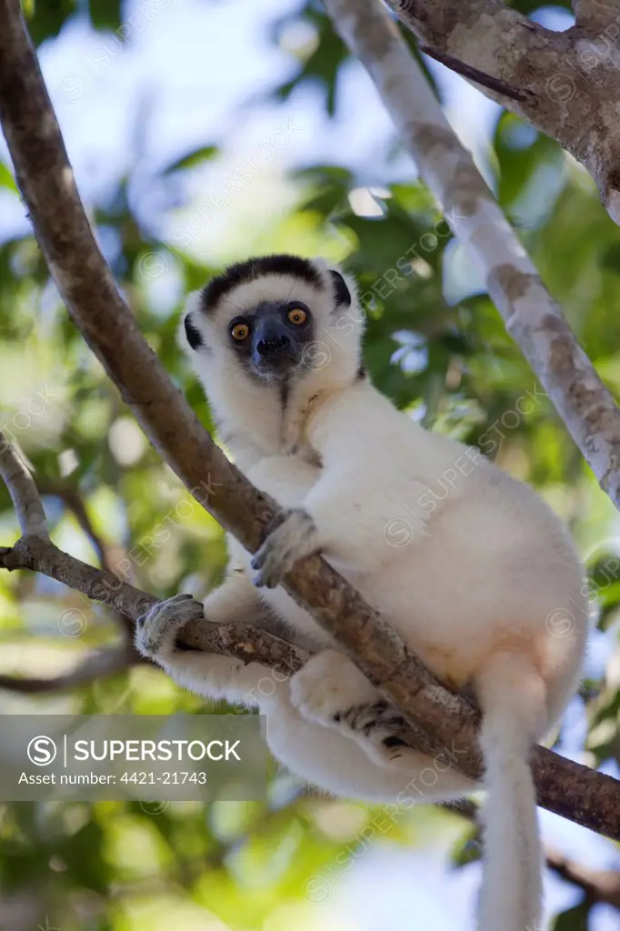 Verreaux's Sifaka (Propithecus verreauxi) adult, sitting in tree, Zombitse-Vohibasia N.P., Madagascar